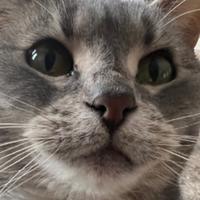 lgtkdl's Twitch profile picture