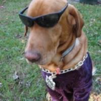 licale's Twitch profile picture