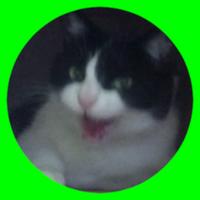 lisabadcat's Twitch profile picture