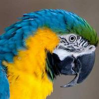 macaw45's Twitch profile picture