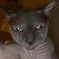 mlkfnbr's Twitch profile picture
