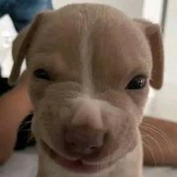 mushymiu's Twitch profile picture