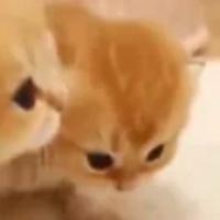 neesh's Twitch profile picture