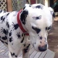negovoripromenya's Twitch profile picture