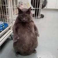 nonflamable_'s Twitch profile picture