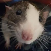 noxtee's Twitch profile picture