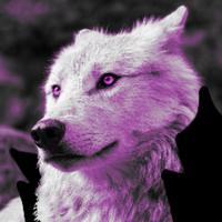 nsfwolves's Twitch profile picture