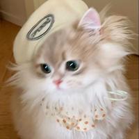 nyancakew's Twitch profile picture