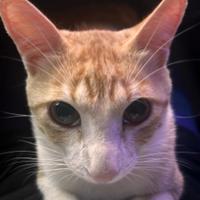 onechikameu's Twitch profile picture