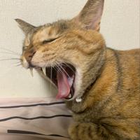 oo_sui's Twitch profile picture