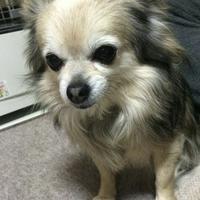 owaechan1201's Twitch profile picture