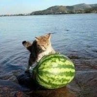 patcdr's Twitch profile picture