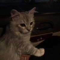 piix3l_'s Twitch profile picture