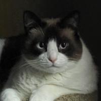 potatojesuss's Twitch profile picture