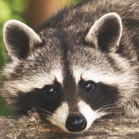 premiere_raccoon's Twitch profile picture