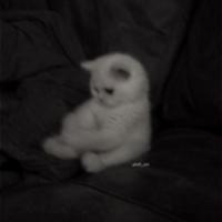 pritoncheak's Twitch profile picture