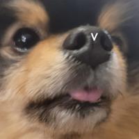 s_itanake's Twitch profile picture