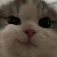 sang's Twitch profile picture