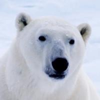 shandamon's Twitch profile picture