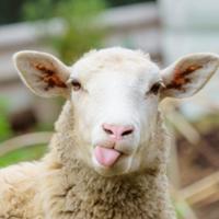 sheepsyou's Twitch profile picture