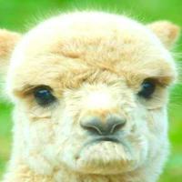 smile_sc's Twitch profile picture