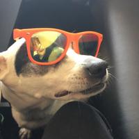 sofelneff's Twitch profile picture