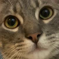 speedyy's Twitch profile picture