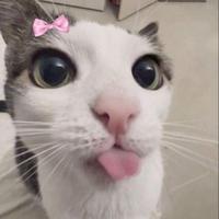 stellxaa's Twitch profile picture