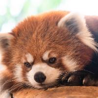 streamingourzoo's Twitch profile picture