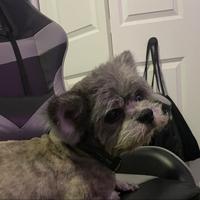 szr730's Twitch profile picture