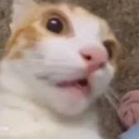 thegamer_666666's Twitch profile picture