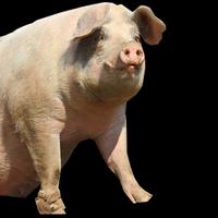 theincrediblelazerpig's Twitch profile picture