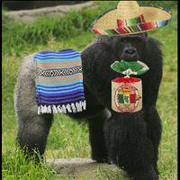 tortillagorilla's Twitch profile picture