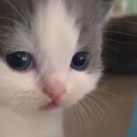 v_vantae's Twitch profile picture