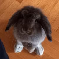 varqa__'s Twitch profile picture