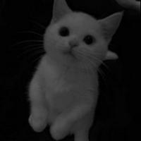 wishart5rp's Twitch profile picture