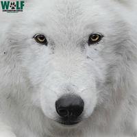 wolfconservationcenter's Twitch profile picture