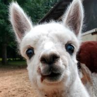 wpfarm's Twitch profile picture