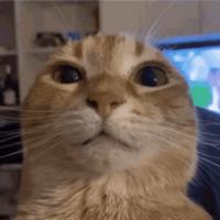wuh6's Twitch profile picture