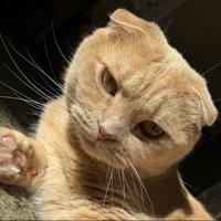 zachwilliams69's Twitch profile picture