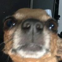 zirozx_'s Twitch profile picture