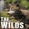 The WILDS's game picture on Twitch